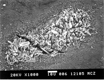 Media type: image; Herpetology R-1062
